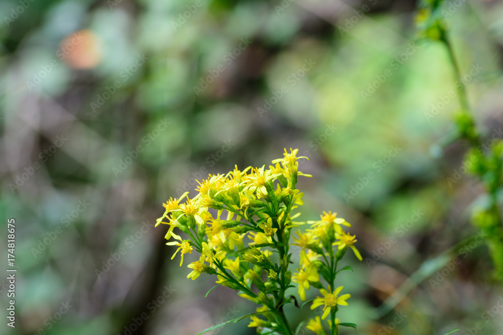 Undergrowth flowers Undergrowth flowers