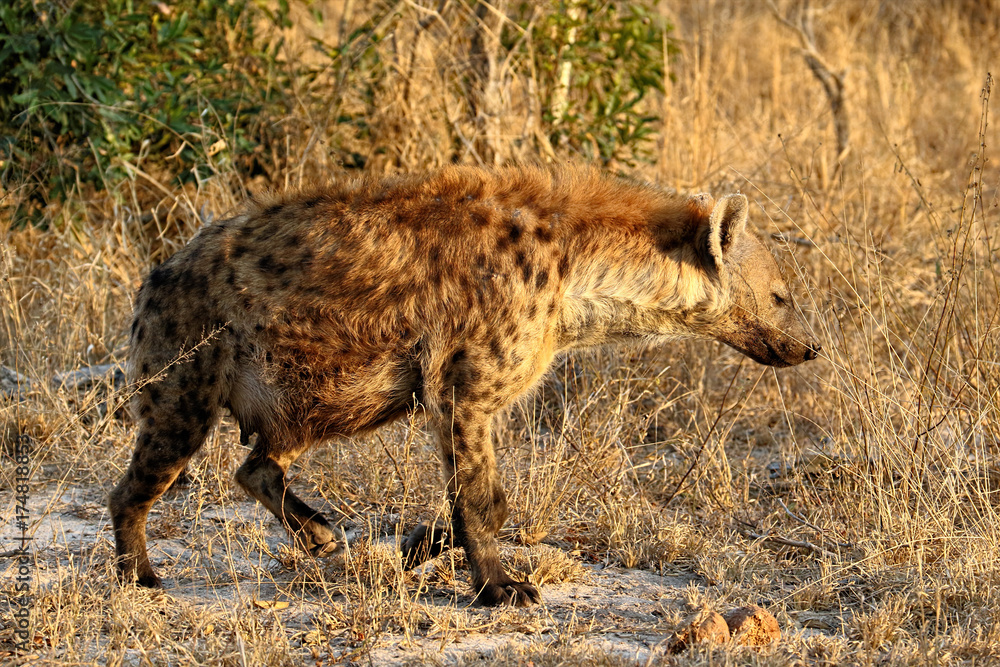 Pregnant Hyena in the Kruger National Park in South Africa