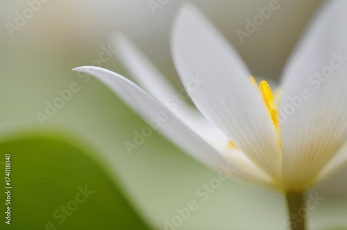 Bloodroot  Sanguinaria canadensis 