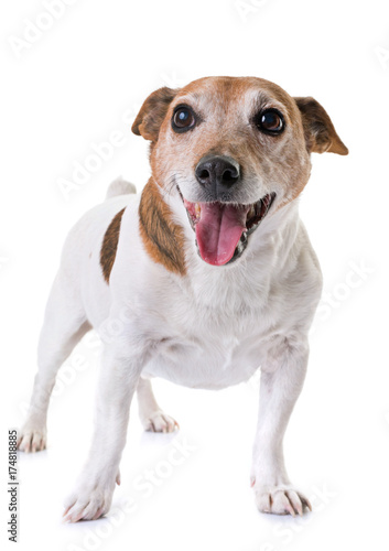 old jack russel terrier © cynoclub