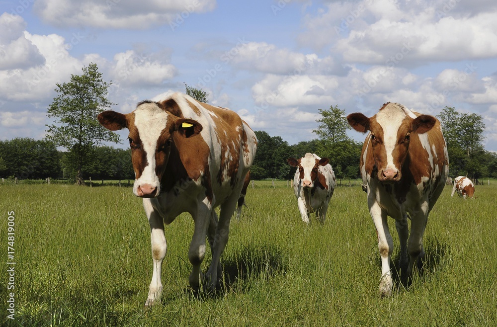 Brown and white cows walking on a meadow Brown and white cows walking on a meadow