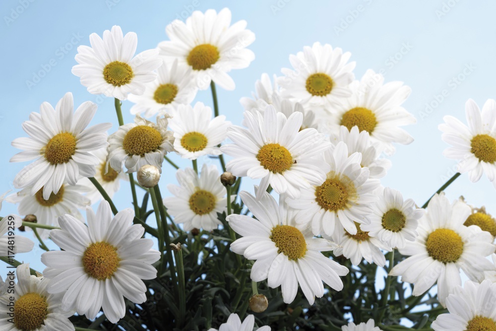 Fototapeta premium Marguerites (Leucanthemum)