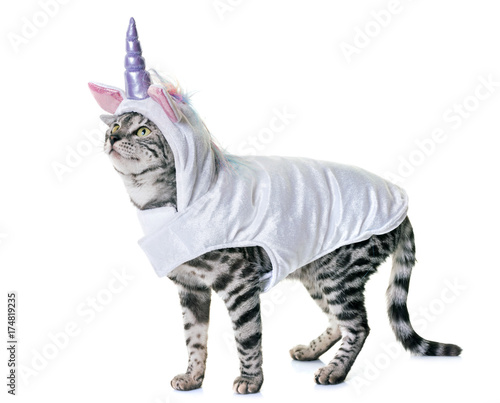 Fototapeta Naklejka Na Ścianę i Meble -  bengal cat dressed