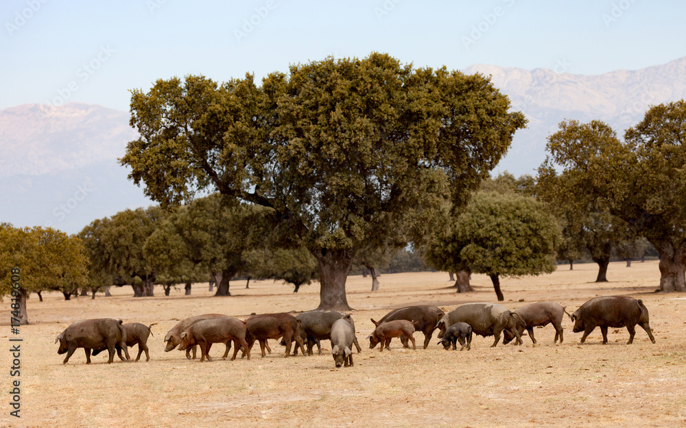 Naklejka premium Iberian pigs grazing among the oaks