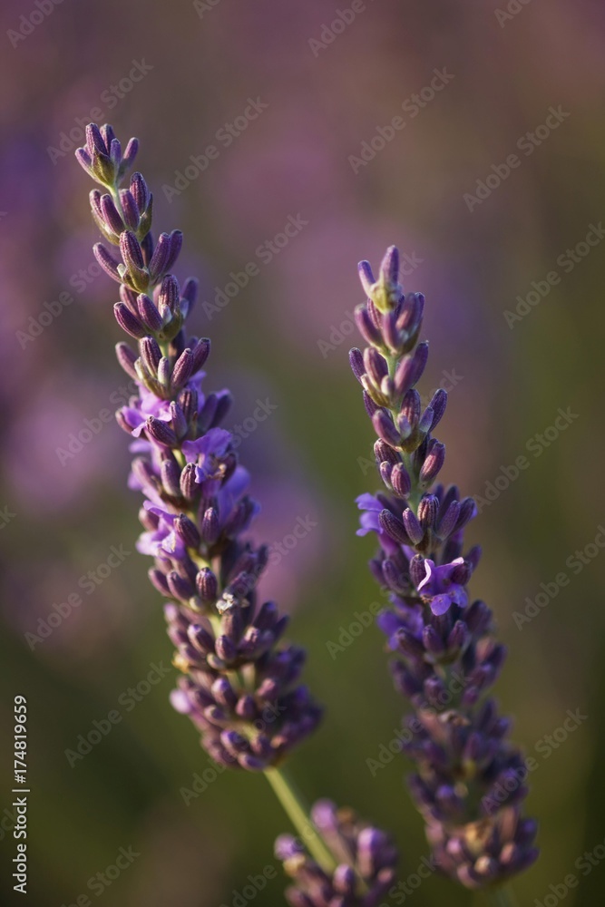 Naklejka premium Lavender (Lavandula angustifolia), Plateau de Valensole, Departement Alpes-de-Haute-Provence, France, Europe
