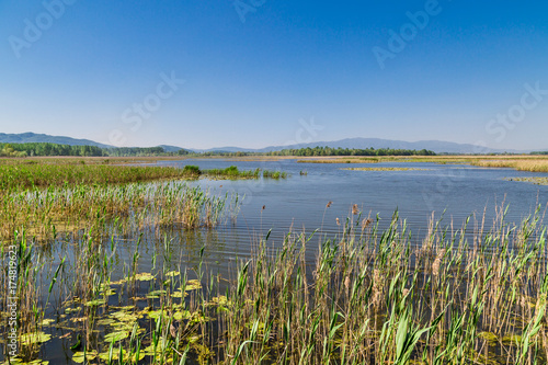 Efteni Lake in Summer Day