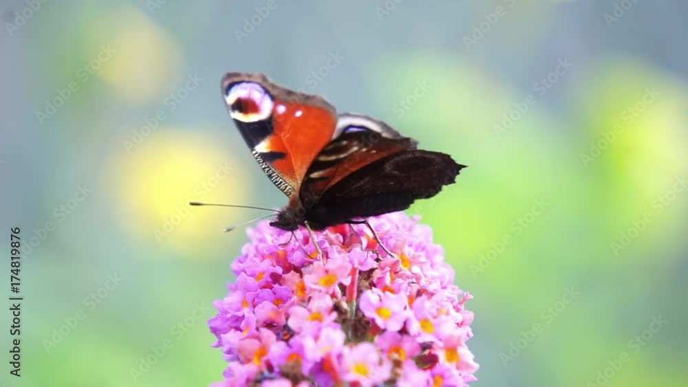 Rüsselarbeit: Schmetterling, der mit seinem Rüsselarbeit: Schmetterling, der mit seinem