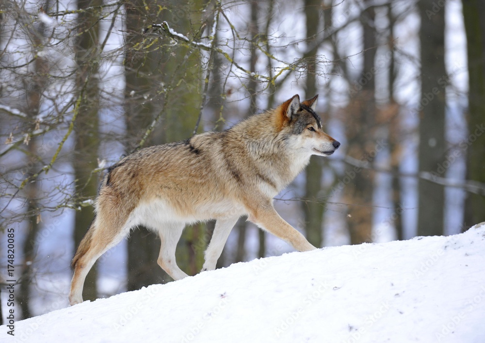 alaskan timber wolf