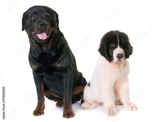 puppy landseer and rottweiler