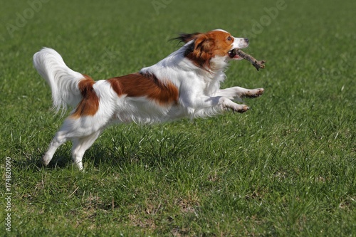 Kooikerhondje or Kooiker Hound  Canis lupus familiaris   young male dog playing with a stick