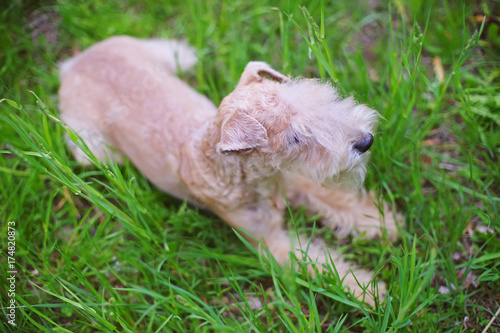 Red Lakeland Terrier dog lying down on a green grass in summer