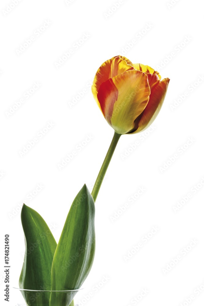 Red-yellow tulip Red-yellow tulip