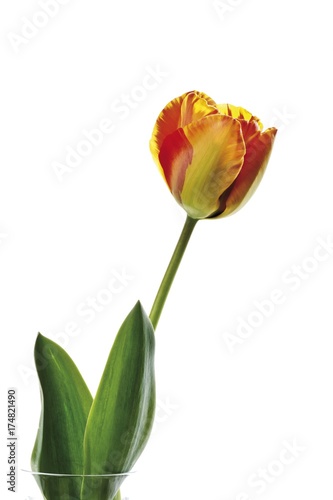 Fototapeta Naklejka Na Ścianę i Meble -  Red-yellow tulip