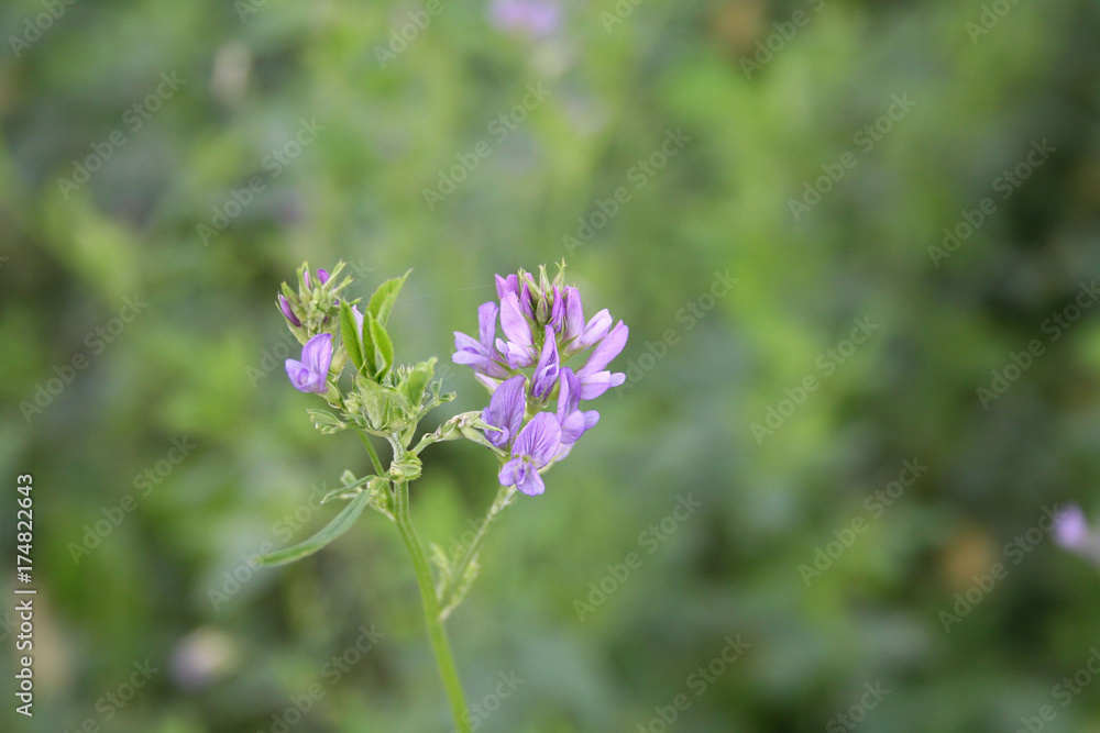 Fiore viola di erba medica isolato nel campo. Medicago sativa Fiore viola di erba medica isolato nel campo. Medicago sativa