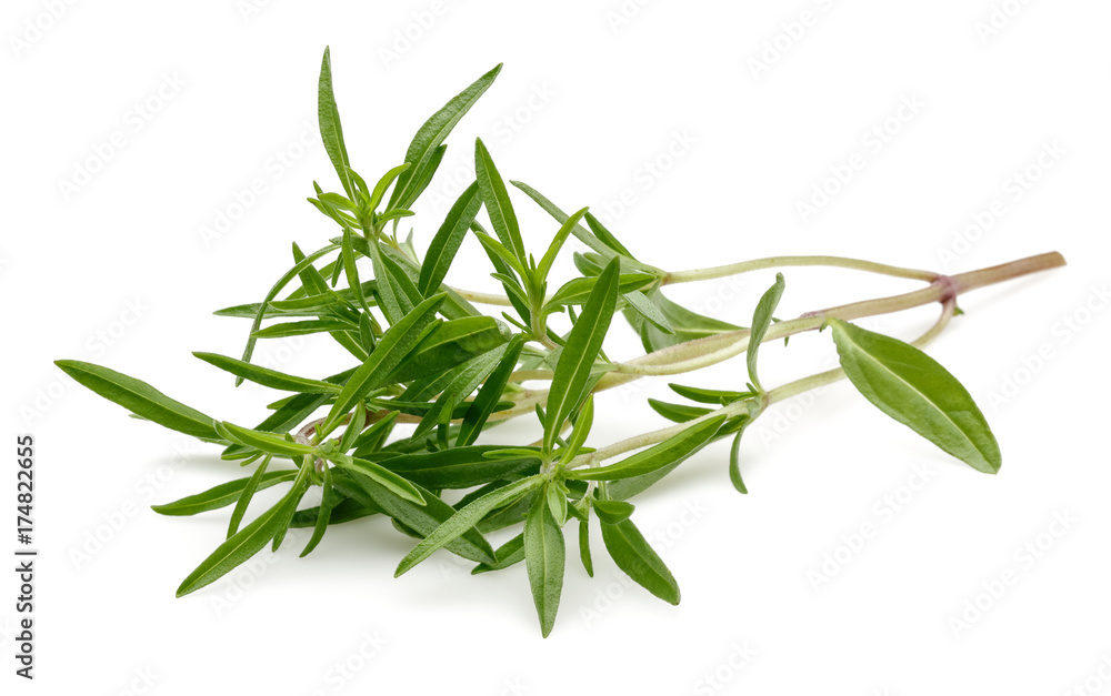 Fototapeta premium Thyme