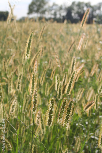 Prato selvatico illuminato dal sole in campagna