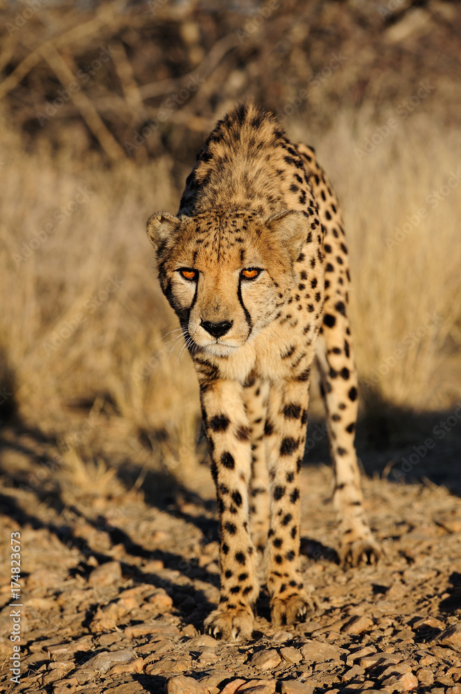 Naklejka premium Gepard, Namibia