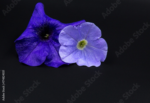 Two Surfinia Petunia flowers on black background