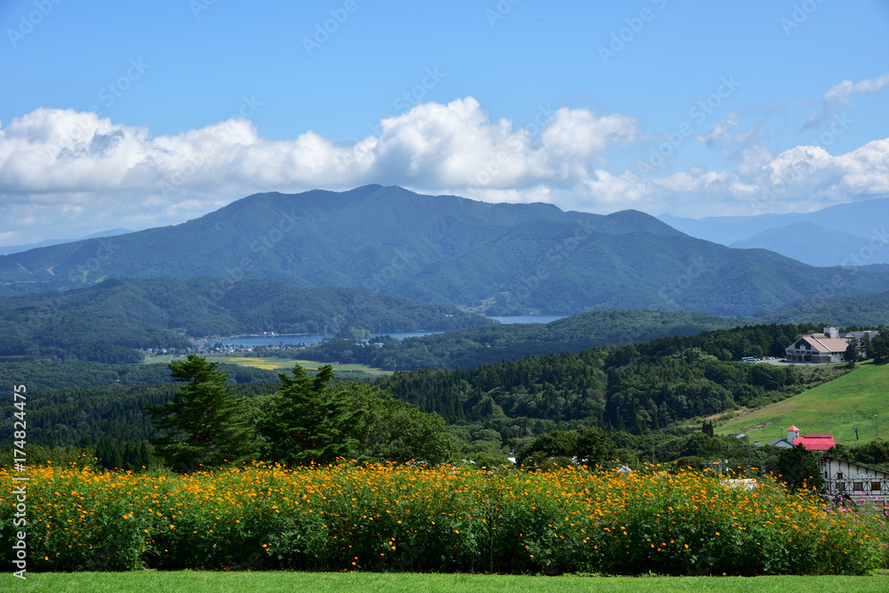 長野県 黒姫高原 満開のコスモスと野尻湖 Stock Photo Adobe Stock 長野県 黒姫高原 満開のコスモスと野尻湖 Stock Photo Adobe Stock