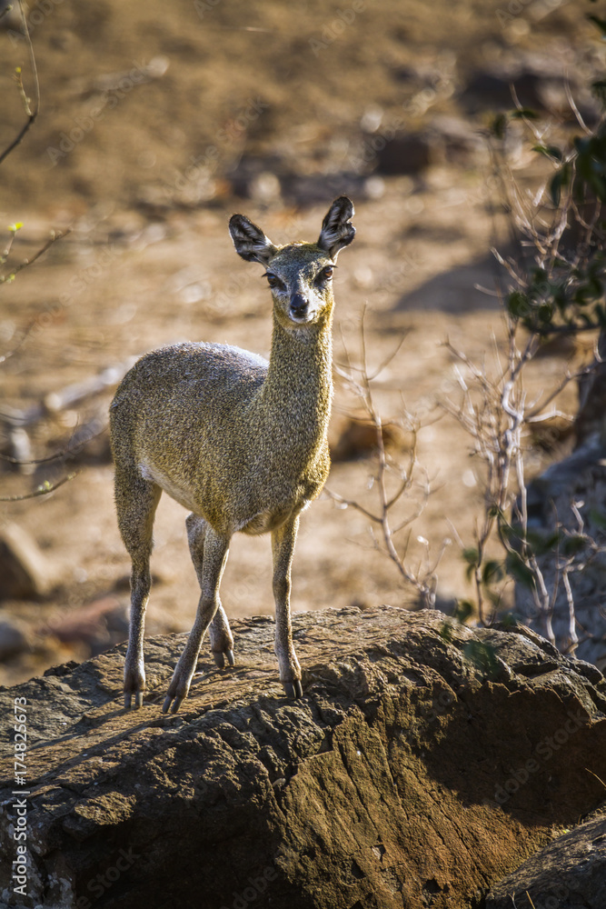 Klipspringer in Kruger National park, South Africa Klipspringer in Kruger National park, South Africa