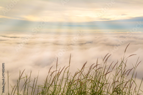 grass flower with blue sky and sea mist sunrise background
