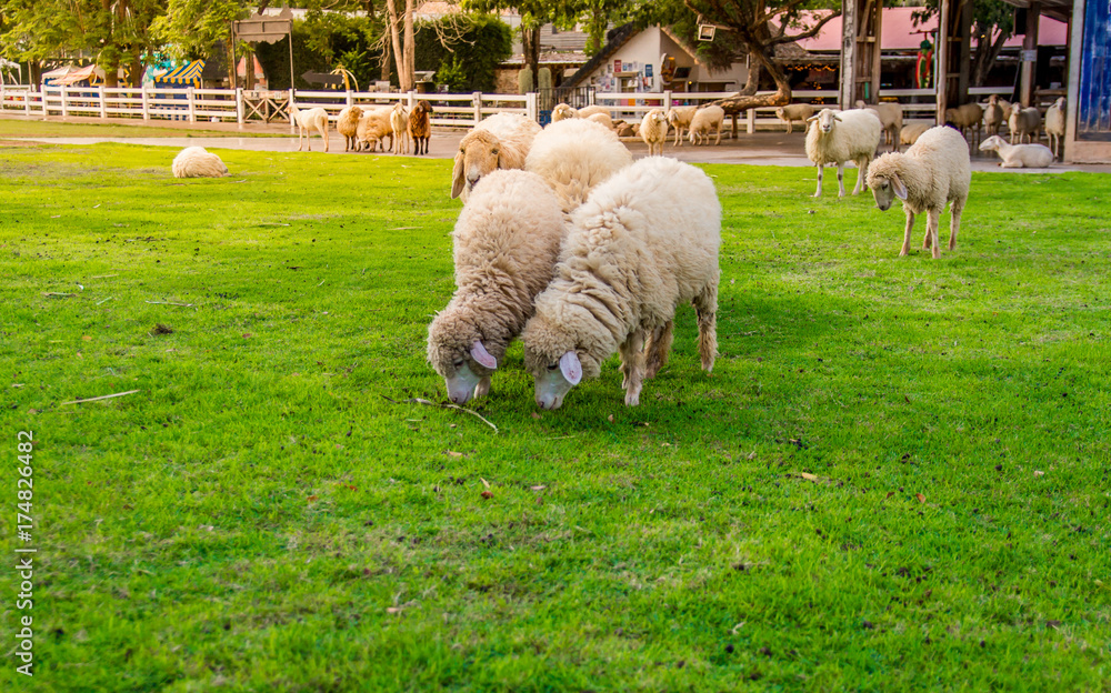 Sheep in farm on sunshine. happy holiday. Sheep in farm on sunshine. happy holiday.