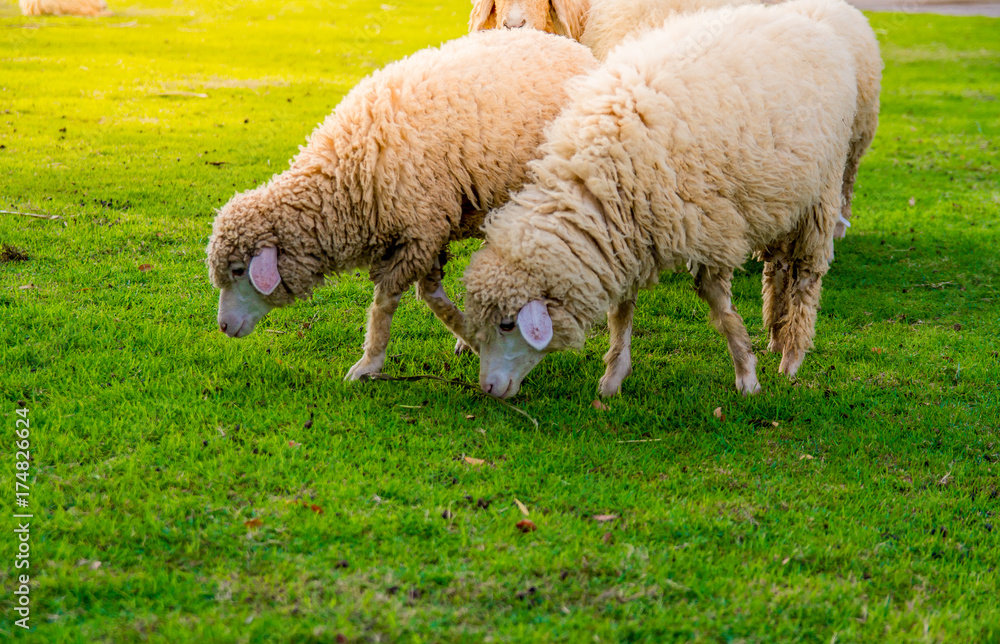 Sheep in farm on sunshine. happy holiday. Sheep in farm on sunshine. happy holiday.