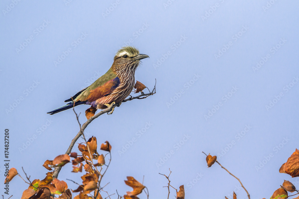 Rufous-crowned Roller in Kruger National park, South Africa Rufous-crowned Roller in Kruger National park, South Africa