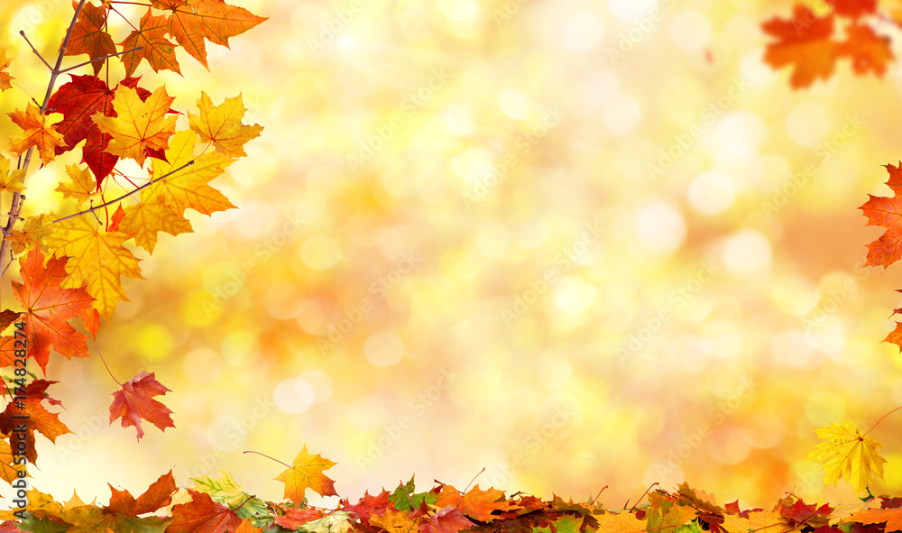 autumn background with maple leaves - obrazy, fototapety, plakaty 