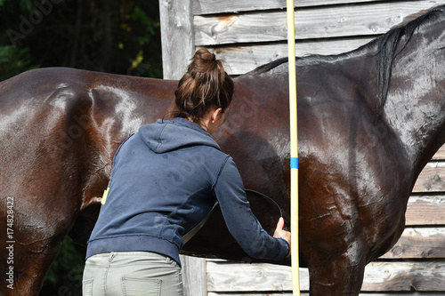 douche du cheval photo