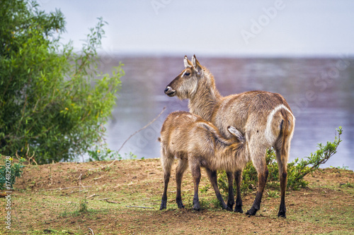 Canvas Print Common Waterbuck in Kruger National park, South Africa
