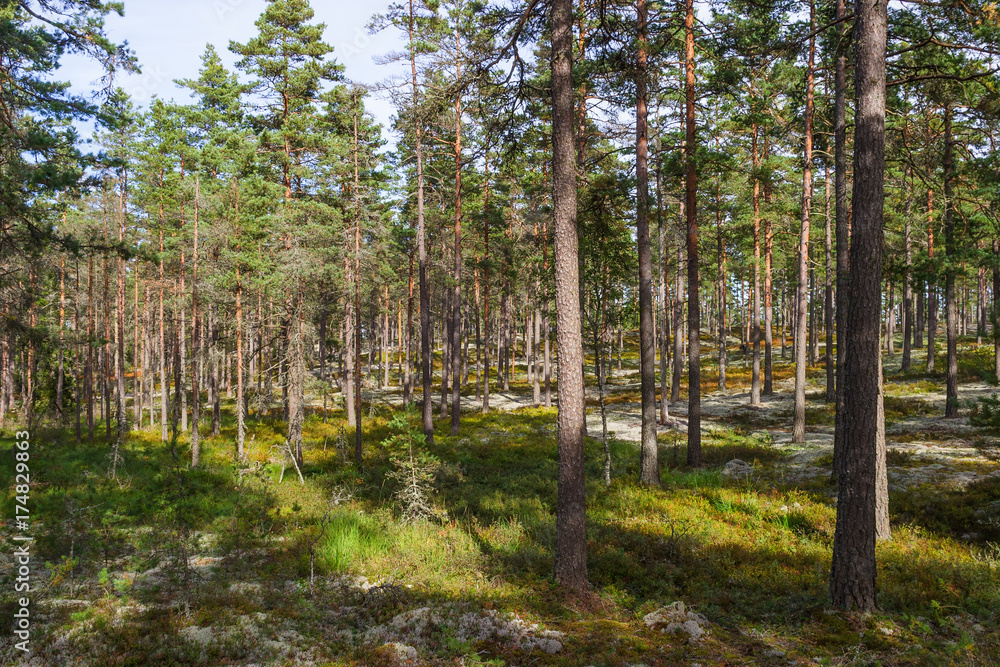 Woodland with pine trees in summer Woodland with pine trees in summer