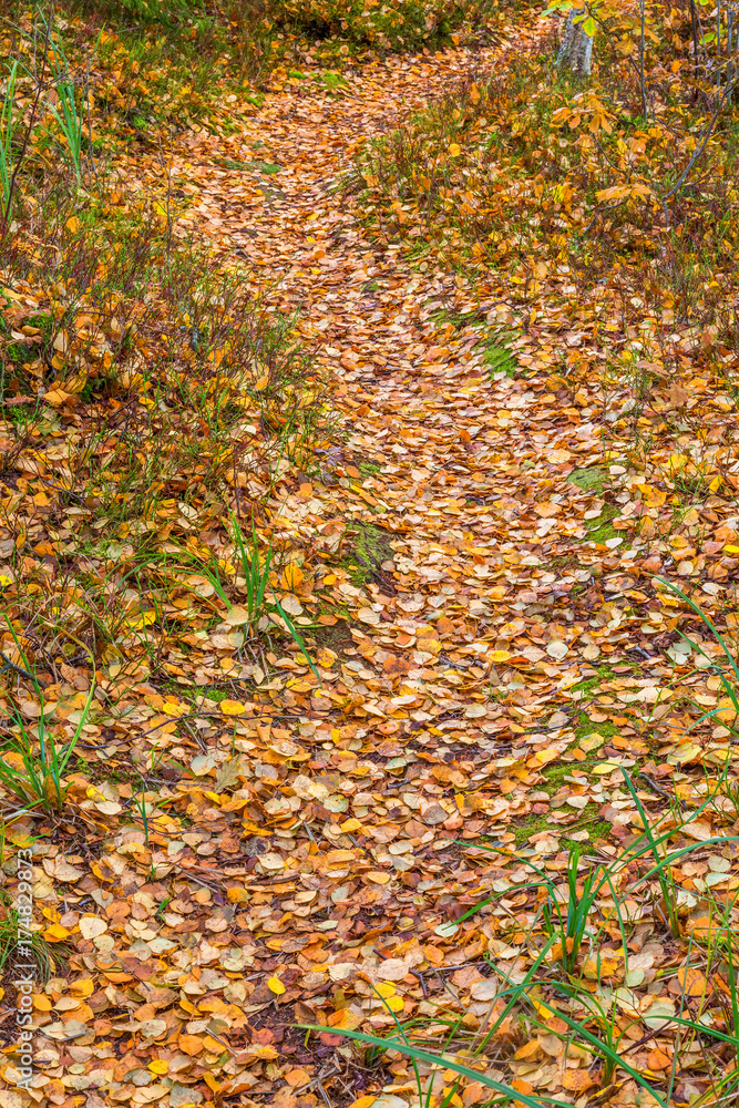 Forest path with autumn leaves on the ground