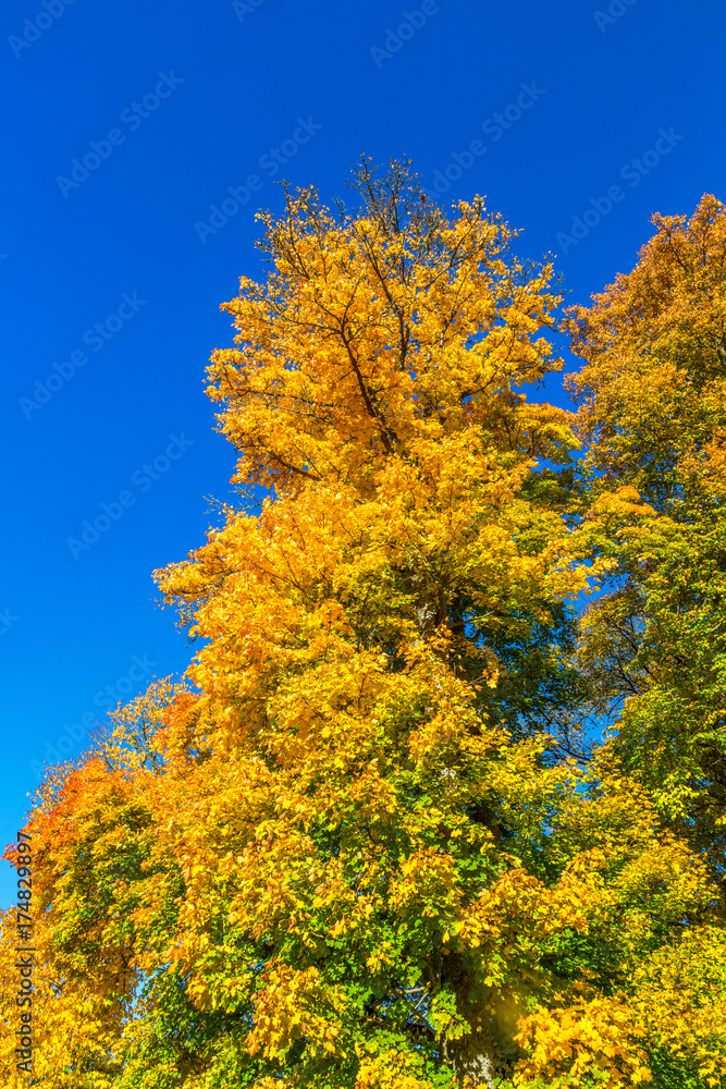 Deciduous trees with autumn colors