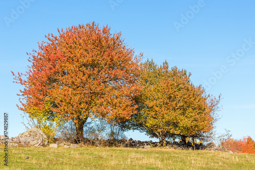 Trees on a hill with autumn colors
