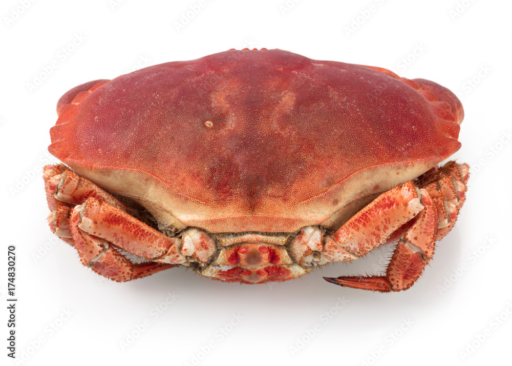 Cancer pagurus Cancer pagurus