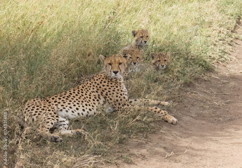 Mother Cheetah with her cubs resting in a shadow of a tree Mother Cheetah with her cubs resting in a shadow of a tree