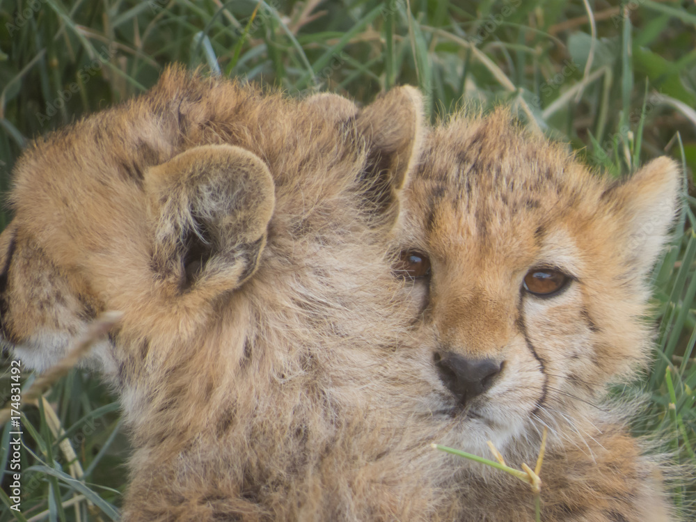 Cute baby cheetah looking curiously at camera Cute baby cheetah looking curiously at camera