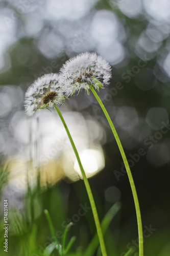 Fototapeta Naklejka Na Ścianę i Meble -  Dandelions in Dawn