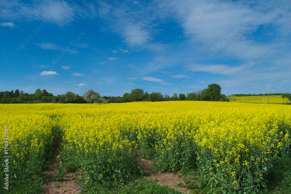 strahlendes Rapsfeld bei Sonnenschein strahlendes Rapsfeld bei Sonnenschein