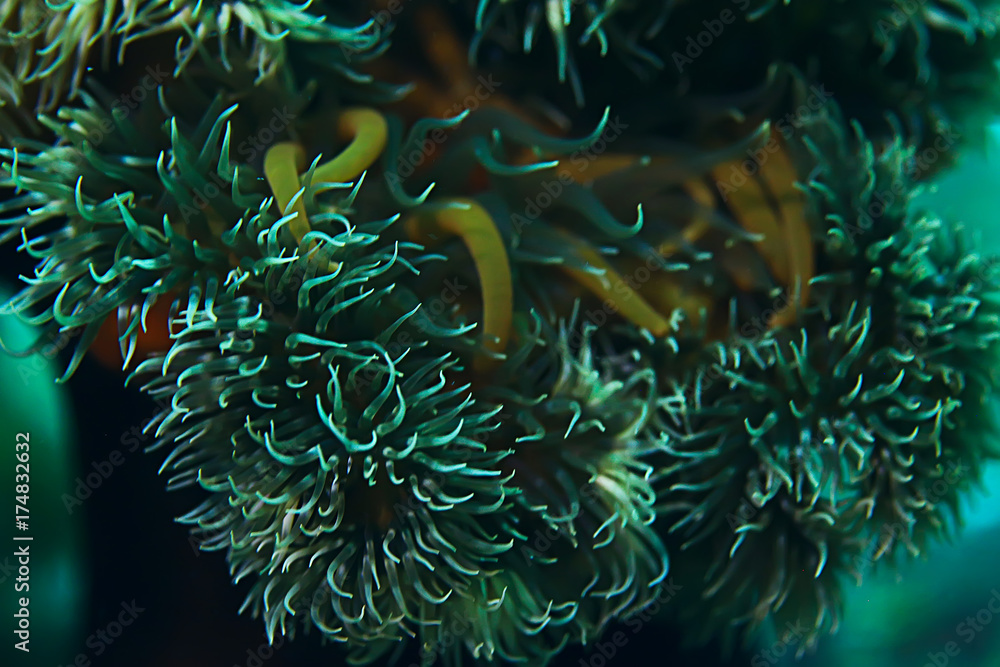 texture of the sea anemone macro tentacles corals texture of the sea anemone macro tentacles corals