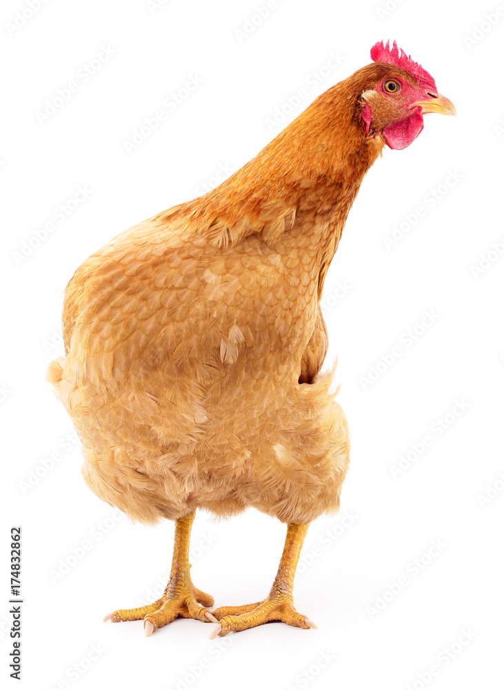 Fototapeta premium Brown hen isolated.