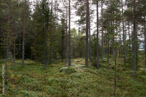green pine forest in norway