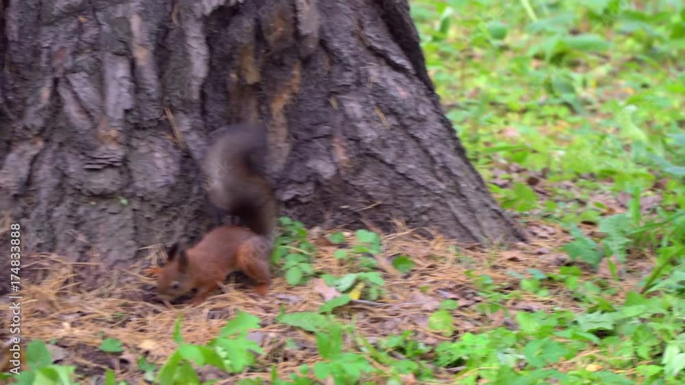 Squirrel eating an nuts. Squirrel eating an nuts.