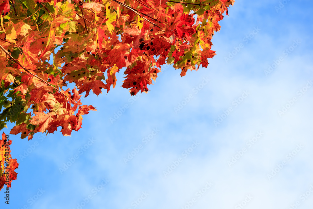 Autumn leaves Autumn leaves