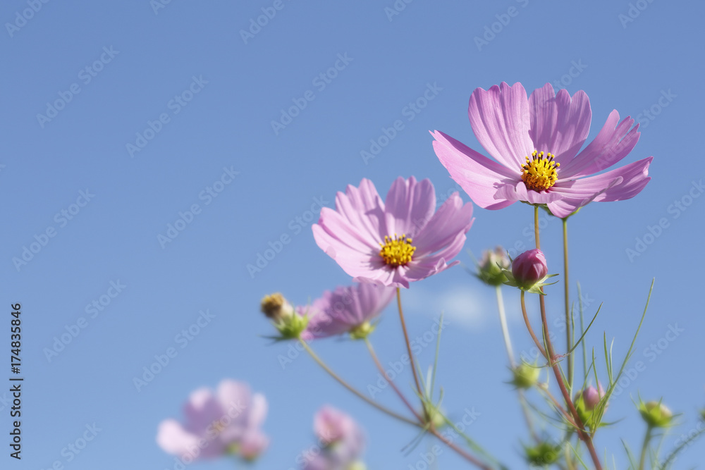 cosmos cosmos