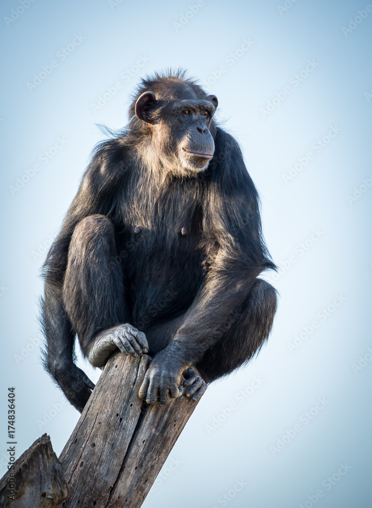 pan troglodyte sitting on top of a log pan troglodyte sitting on top of a log