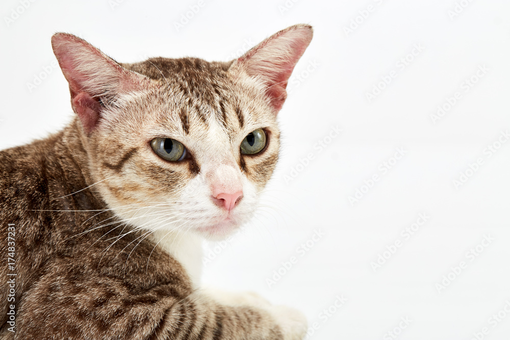 American Short hair cat lying American Short hair cat lying
