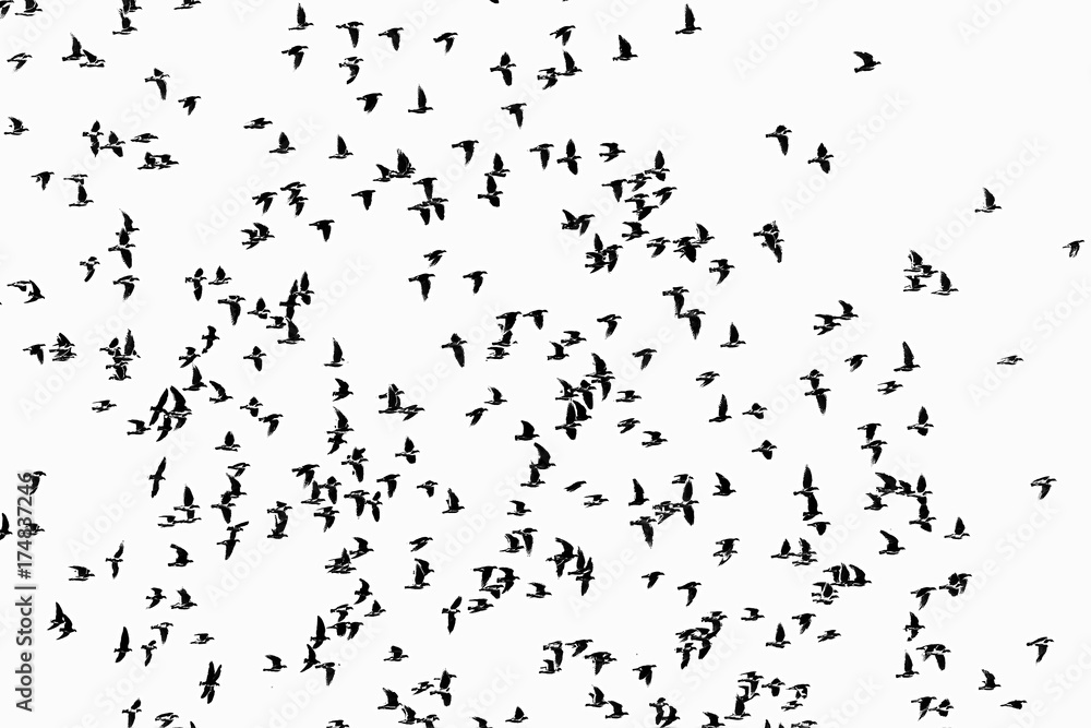 silhouettes of a flock of birds on a white background isolate silhouettes of a flock of birds on a white background isolate