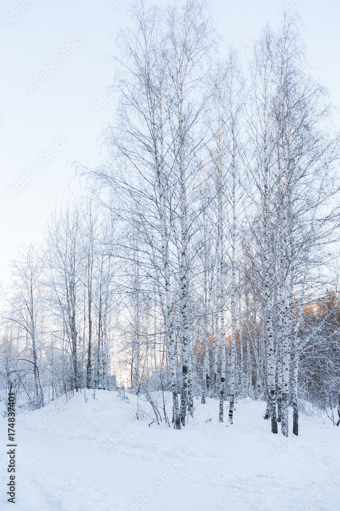Birchs on hill in forest in winter at sunset.